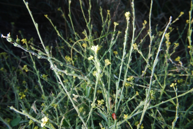 Rapistrum rugosum s.l.